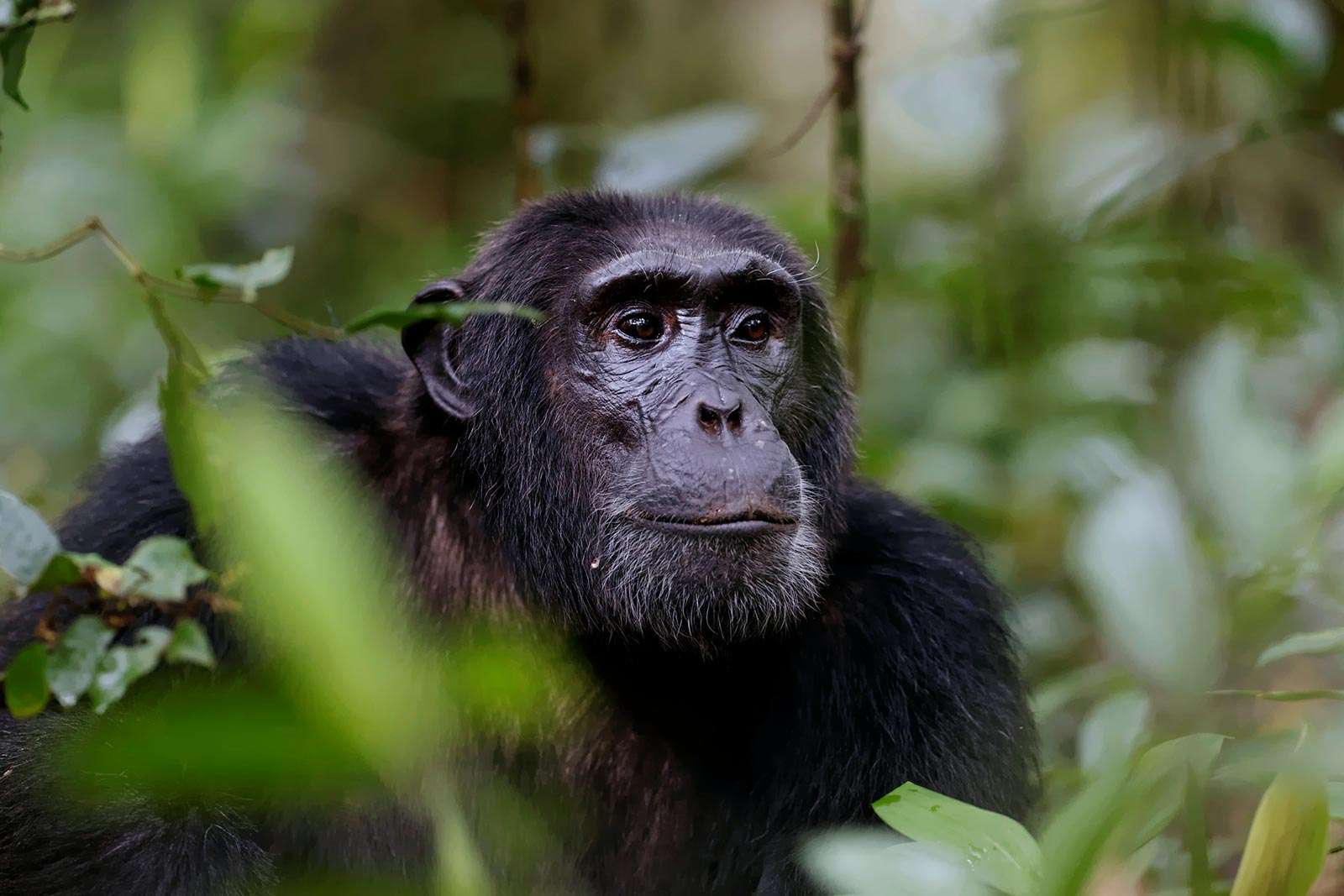 5-Day Nyungwe Forest Safari with Gorilla Footprints—chimpanzee trekking, canopy walk, tea trails, cultural visits and lodge comfort, all with private 4×4 transfers.