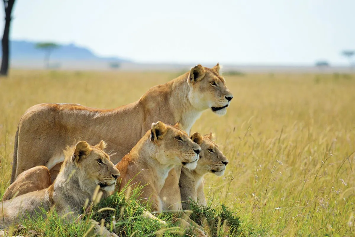 Experience Rwanda’s best wildlife on this 8-day safari, including Big Five tracking in Akagera and chimpanzee trekking in Nyungwe Forest. Includes boat safaris, canopy walks, and cultural stops.